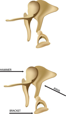 ear bonesのイラスト素材