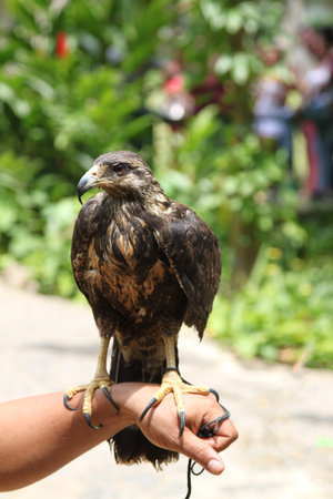 raptor trained Cuban arm of falconer