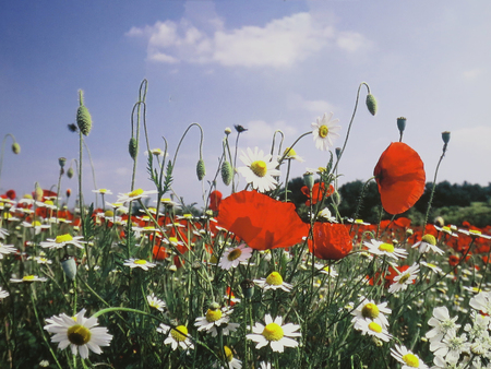 Green nature ornamental flowers and plantsの写真素材