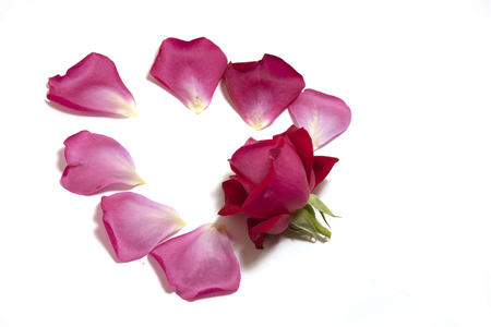 Rose bud with petalsの写真素材