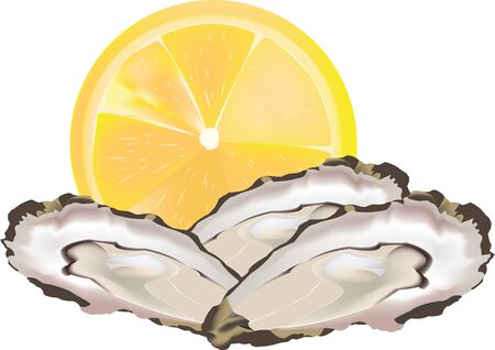 Open seafood oysters with lemonのイラスト素材