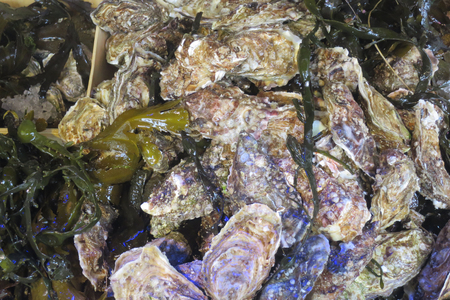 shellfish seafood group of fresh oysters ready for saleの写真素材