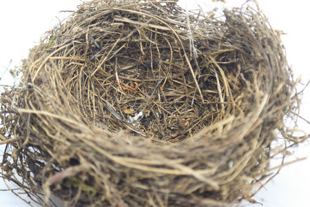 nest of dry branches shelter for birds with white background