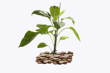 nature plant born among a group of euro coinsの写真素材