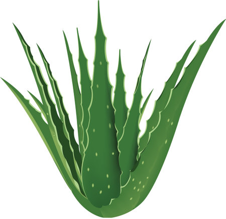 evergreen thorny plant used for aloe skin treatmentのイラスト素材