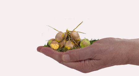 palm of hand with group of coconut on top