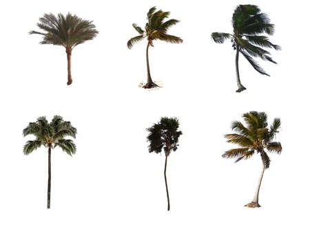 exotic desert palm plants in white backgroundの写真素材