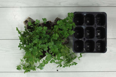 horticulture seedlings of common parsley horticulture seedlings of common parsleyの写真素材