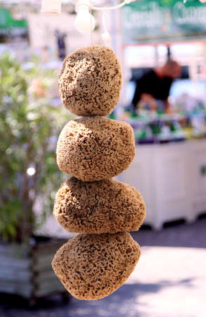 natural sea sponges hanging for market saleの写真素材