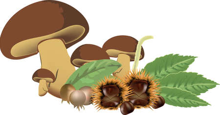 harvest of undergrowth chestnuts and medlar mushroomsのイラスト素材