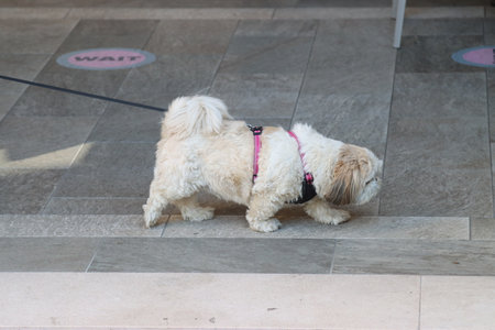 shih Tzu breed dogの写真素材