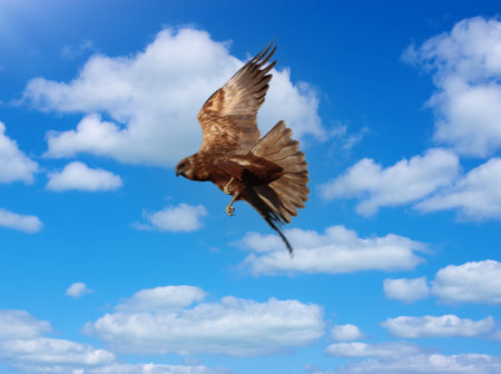 bird of prey hunting buzzard flying in the sky