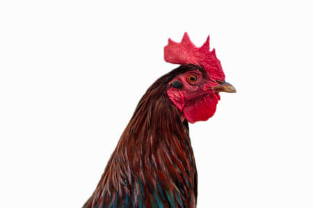 closeup of rooster head white background-の写真素材