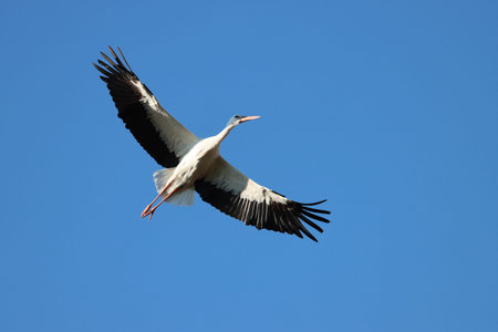 migratory wild bird white stork in its habitat
