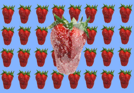 freshly picked large red strawberries in traysの写真素材