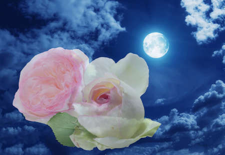 English rose on a full moon nightの写真素材