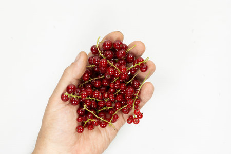 edible fruits red currant berries in groups