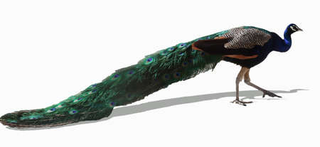 peacock bird with white backgroundの写真素材