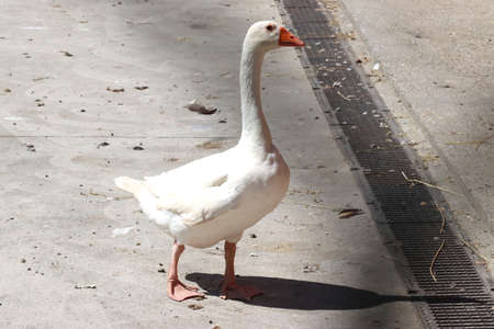 white goose with a long neckの写真素材