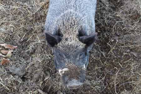 pig pig vitnamita wild color in the enclosureの写真素材