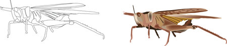 Common grasshopper with white backgroundのイラスト素材