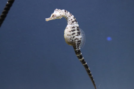 marine fish seahorse aquarium of Genoaの写真素材