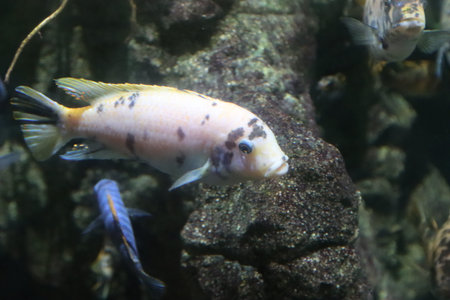 exotic fish of various colors in the Genoa aquarium