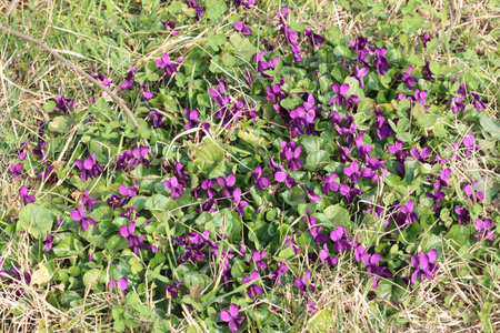 group of flowering violets in a green meadow