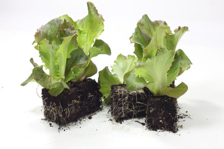 Canasta salad seedlings for transplantingの写真素材