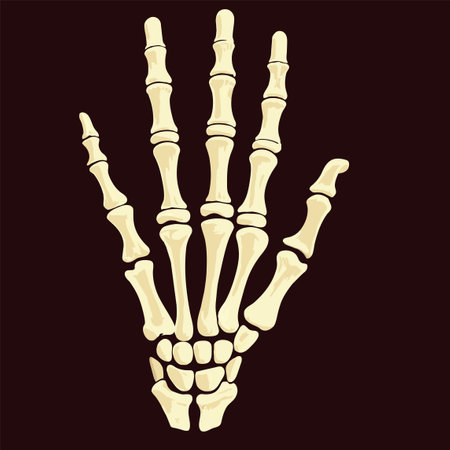 skeleton of a left human handのイラスト素材