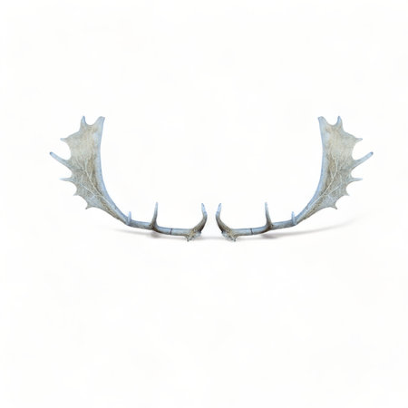 Pair of antlers with a clean white backdrop, ideal for articles about wildlife