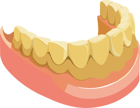 Detailed vector image showing a lower jaw with healthy teeth, suitable for dental topicsのイラスト素材