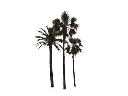 Three palm trees blowing in the wind, isolated on a white background, perfect for summer and travel designsの写真素材