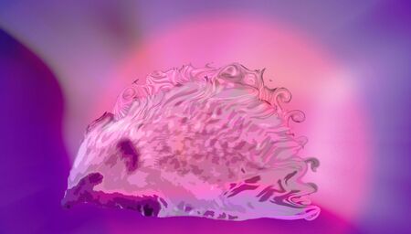 Hedgehog の写真素材