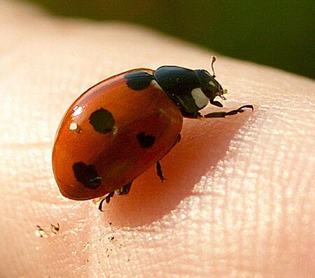 Ladybirdの写真素材