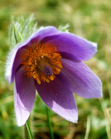 Pulsatilla vulgaris from Gotland
