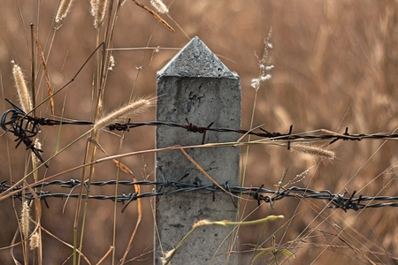 Fried barbed wire has weeds in the summer, a beautiful natural beauty.の写真素材