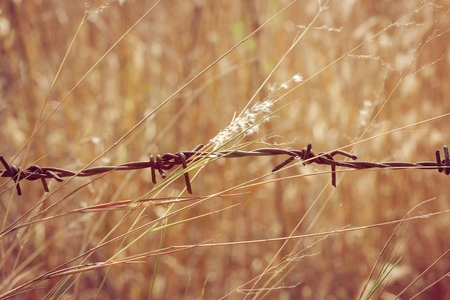 Fried barbed wire has weeds in the summer, a beautiful natural beauty.の写真素材