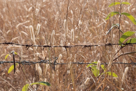 Fried barbed wire has weeds in the summer, a beautiful natural beauty.の写真素材