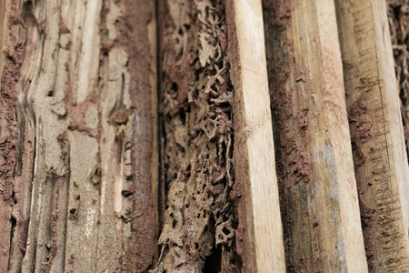 Termite is an insect that destroys the surface of the wood to damage, but it is a natural art.の写真素材