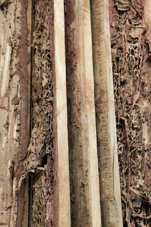 Termite is an insect that destroys the surface of the wood to damage, but it is a natural art.の写真素材