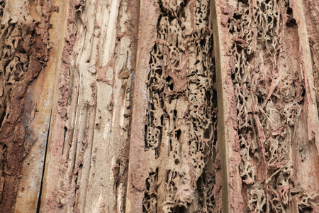 Termite is an insect that destroys the surface of the wood to damage, but it is a natural art.の写真素材