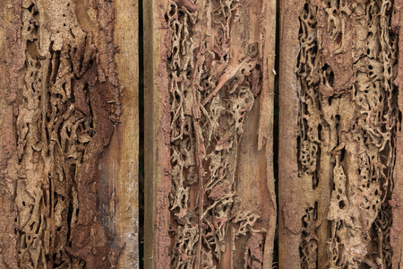 Termite is an insect that destroys the surface of the wood to damage, but it is a natural art.の写真素材
