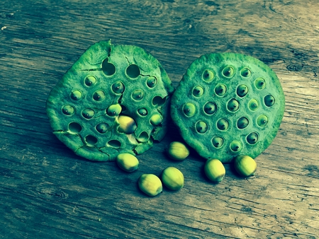 Lotus seed is a green bean plant with white seeds on the Asian side. The river is commonly used for cooking medicine.の写真素材