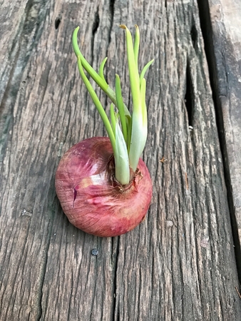 Red onion Used to cook a variety of fresh or cooked to serve as a herbal medicine to be polite.の写真素材