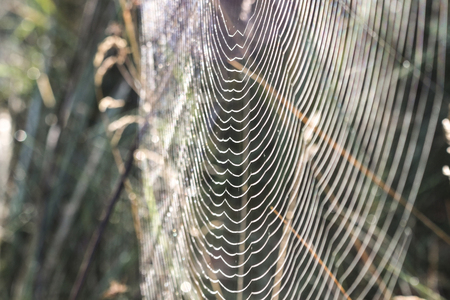 web, cobweb, spiderweb, net, tissue, spider's web.The spider's web at dawn in the forest.の写真素材