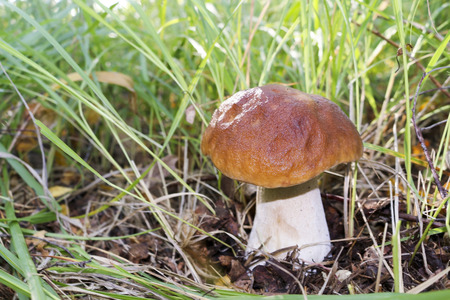 Mushroom boletus. Cep boletus. Porcino, bolete, boletus.White mushroom on green background. Natural white mushroom.の写真素材