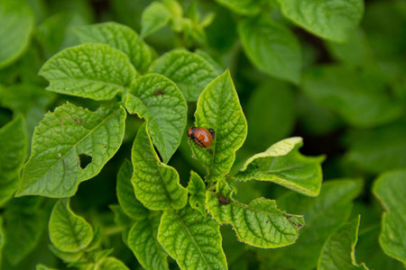 Feeding larvae of the Colorado potato beetle on potato leaf