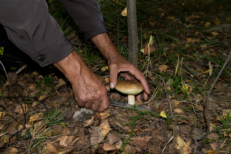 The search for mushrooms in the woods. Mushroom picker, mushrooming . An elderly man cuts a white mushroom with a knife. Men hands, knife, boletus.の写真素材