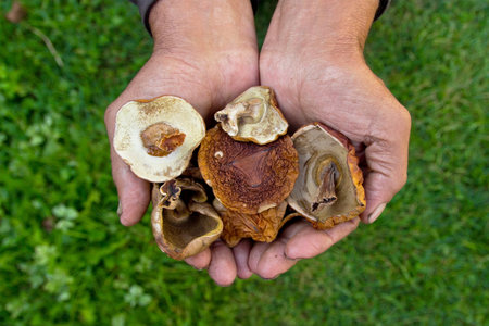 A lot of dried mushrooms. Elderly man holds in his hands a lot of good dried mushrooms.Cep Mushroom 